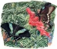 Papilio blumei. The Ecology of Sulawesi. Periplus Publishers Singapore.  » Click to zoom ->