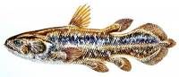 Latimeria menadoensis / Sulawesi coelacanth.
Protected Species Project Indonesia  » Click to zoom ->