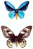 Ornithoptera aescus pair. Protected Species Project Indonesia.  » Click to zoom ->