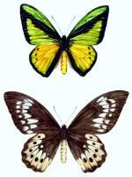 Ornithoptera goliath pair. Illustrations for the Protected Species Project Indonesia. An investigation project of the protected and threatened fauna of Indonesia by the Gibbon Foundation Jakarta.  » Click to zoom ->