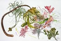 Sark Seaweeds. Watercolour and pencil 40 x 50 cm 2011.  » Click to zoom ->