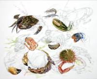 Crabs, lobsters and shrimps of Sark. Watercoulor and pencil 40 x 50 cm. ANF Sark project 2011.  » Click to zoom ->